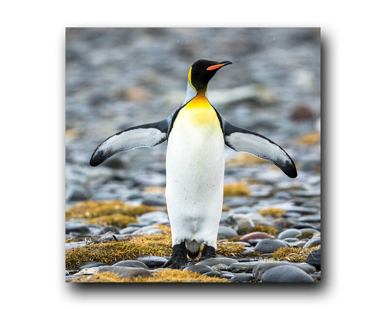 Wild Bird Penguin Penguin picture Bird Penguin image Antarctica South Georgia Antarctic Penguin Photo Colorful Bird King Penguin
