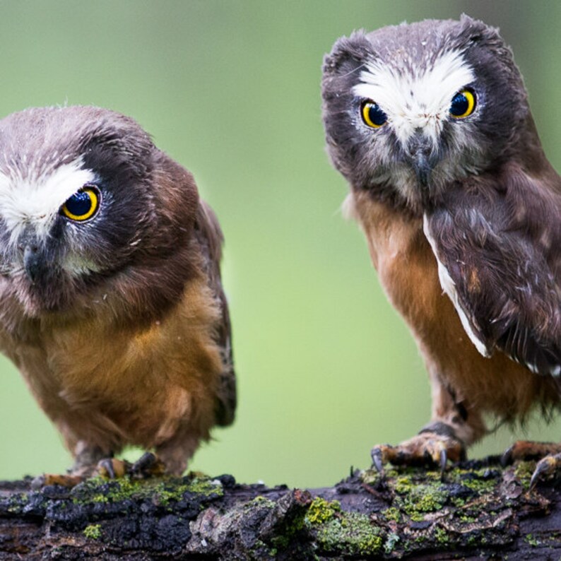 Cute Owl Photo Owl Print Nature Print Fine Art Print Bird Etsy