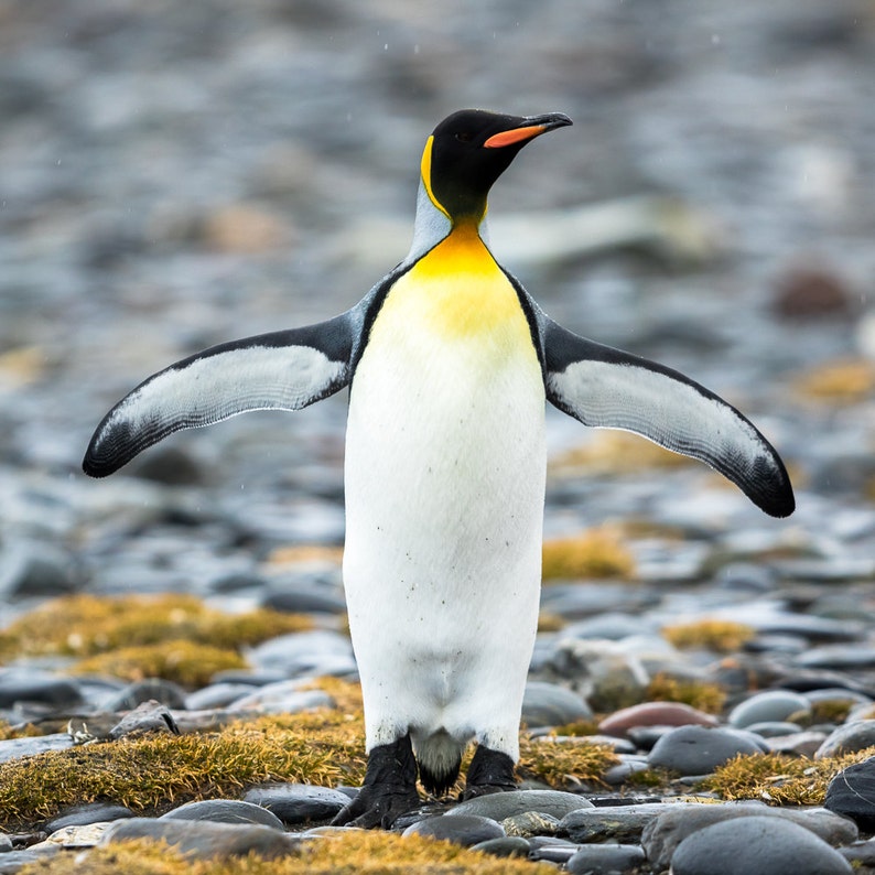 Wild Bird Penguin Penguin picture Bird Penguin image Antarctica South Georgia Antarctic Penguin Photo Colorful Bird King Penguin