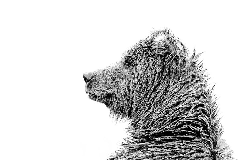 Portrait of a Grizzly Black /& White Grizzly Bear photo by award-winning wildlife photographers of Grey Ghost Nature Photography