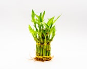 Lucky Bamboo Bundle