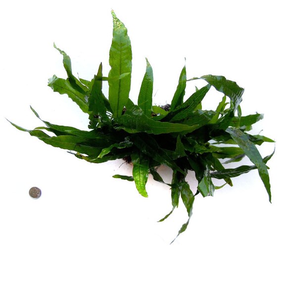 Hand Tied Java Fern Mat On Coco Fiber Pad Living Aquarium Etsy