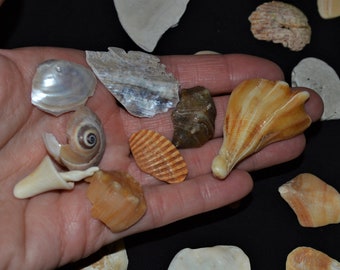 collection of SMALL broken seashells, shell pieces