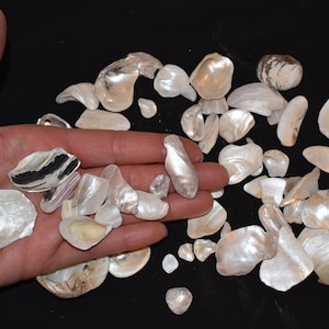 collection of SMALL smooth freshwater shells, less than 2 inches shell pieces, 5 oz, opalescent craft shells