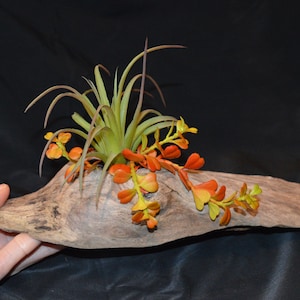 artificial airplant display, driftwood centerpiece, airplant driftwood, faux succulent