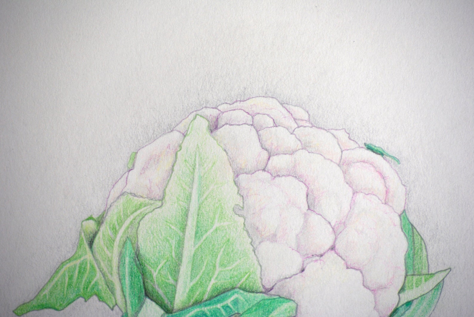 Cauliflower Colored Pencil Drawing Original Etsy