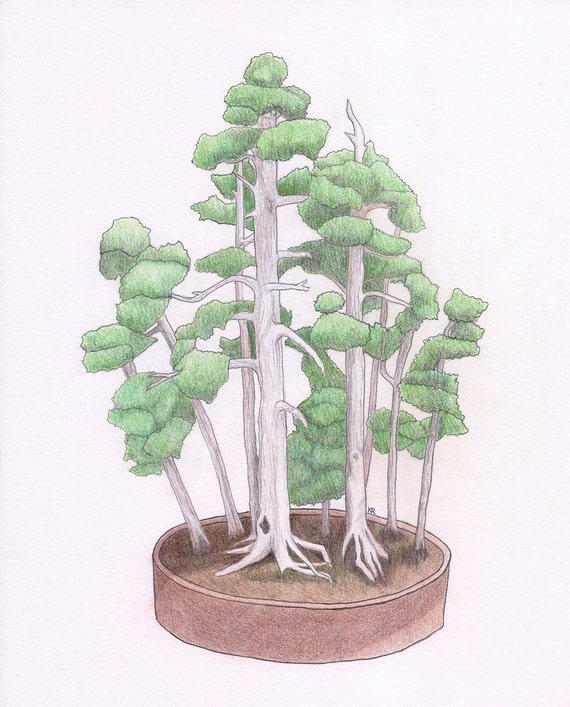 Foemina Juniper Bonsai Colored Pencil Drawing Original Etsy