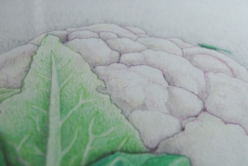 Cauliflower Colored Pencil Drawing Original Etsy