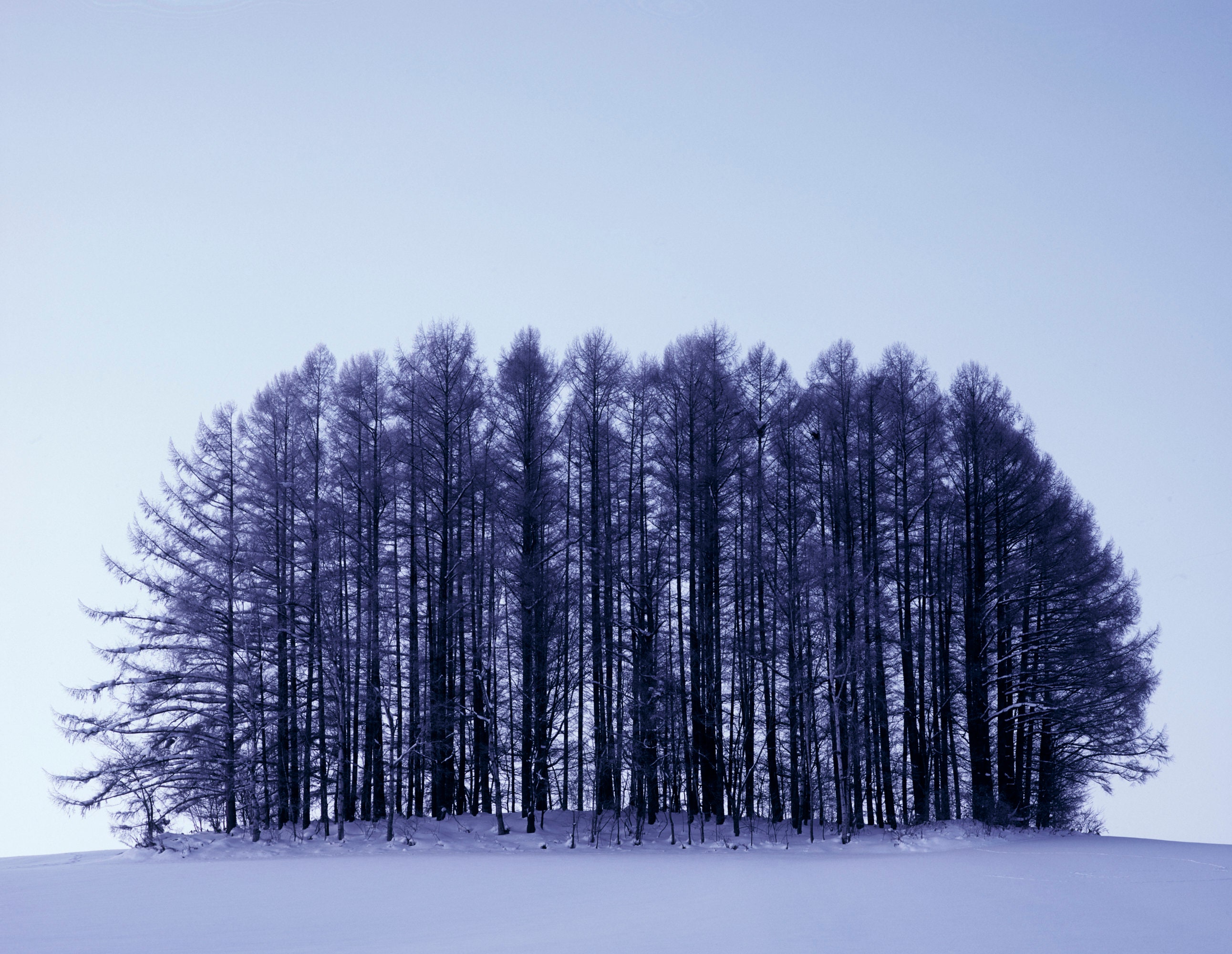 Trees in snow photography Hokkaido Japan winter scenery art | Etsy