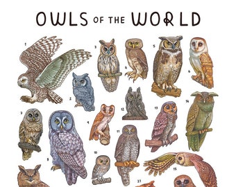 Owls of the World Art Print / Educational Wildlife Poster / Bird Wall Art