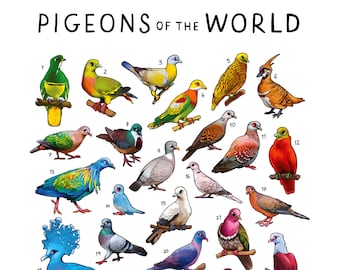Pigeons of the World Print / Bird Wall Art / Educational Animal Poster