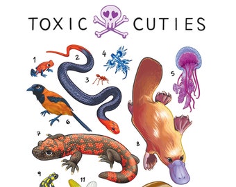 Toxic Cuties A4 Art Print / Biodiversity Science Poster / Educational Biology Wall Art / Wildlife Illustration