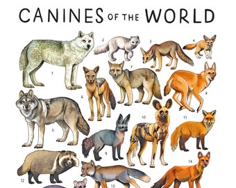 Canines of the World Print / Wolf Dog Fox Art / Educational Animal Poster