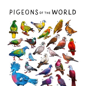Impresión de palomas del mundo / Arte mural de aves / Póster educativo sobre animales