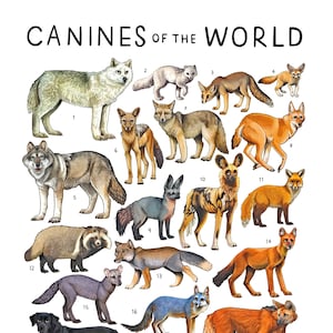 Impresión de caninos del mundo / Arte de lobo, perro y zorro / Póster educativo sobre animales