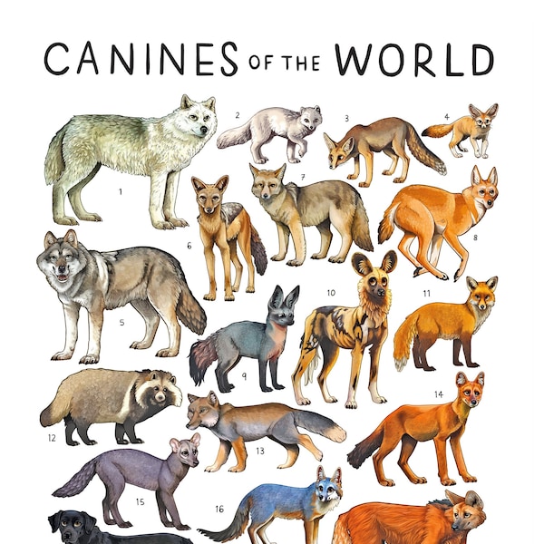 Hunde der Welt Print / Wolf Hund Fuchs Kunst / Lerntier Poster
