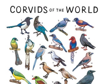 Corvids of the World Print / Crows, Magpies, Ravens / Bird Wall Art / Educational Animal Poster