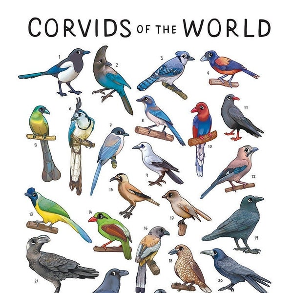 Corvids of the World Print / Crows, Magpies, Ravens / Bird Wall Art / Educational Animal Poster