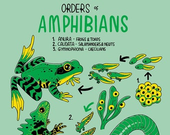 Orders of Amphibians Poster / Frogs, Salamanders and Caecilians / Cute Wildlife Art / Amphibian Lifecycle Educational Print