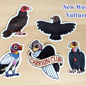 Vulture Sticker Packs / Double Pack / 10 Vinyl Bird Stickers image 2