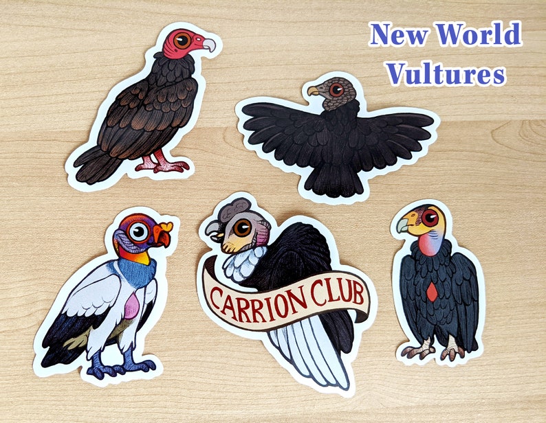 Vulture Sticker Packs / Double Pack / 10 Vinyl Bird Stickers image 2