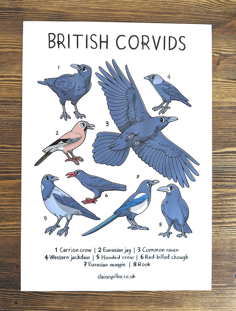 A Guide to Corvids / Wildlife Zine / Magpie Crow Raven / A3 British Corvids Poster Zine + Poster