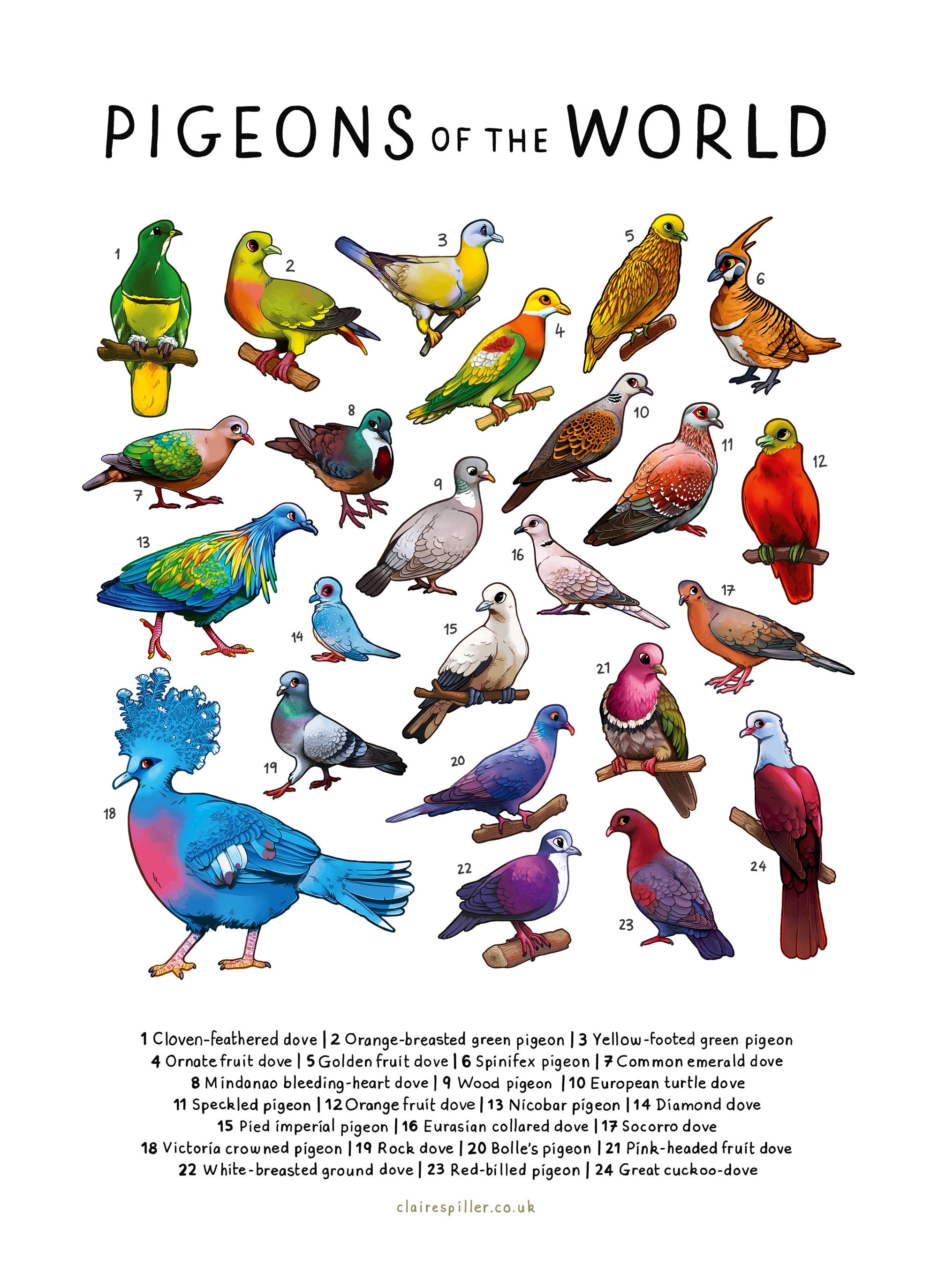 Pigeons of the World Print / Bird Wall Art / Educational Animal