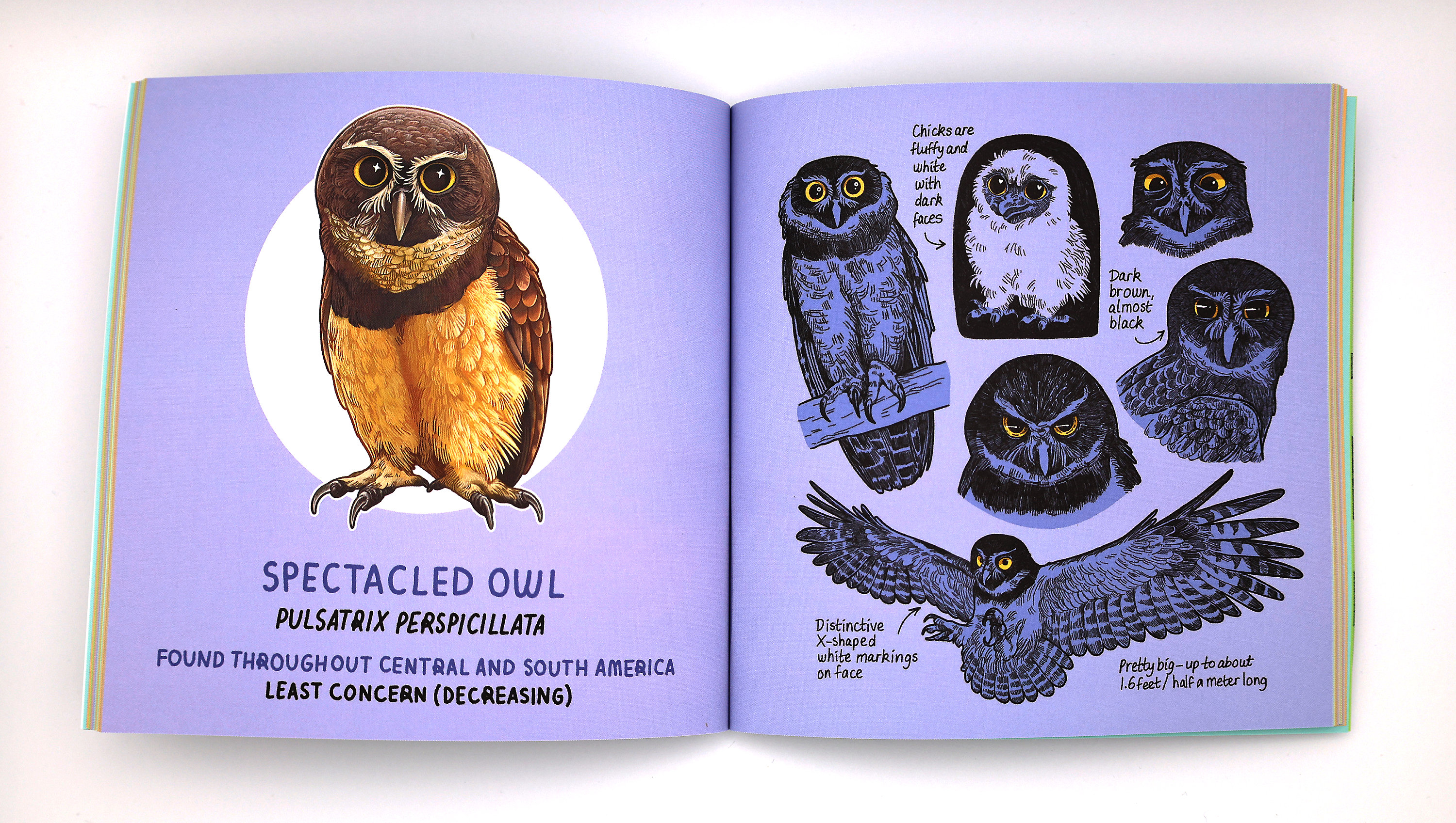 Owls of the World - Rob Hume世界のフクロウ図鑑　洋書 Owls of the World - Rob Hume世界のフクロウ図鑑 洋書