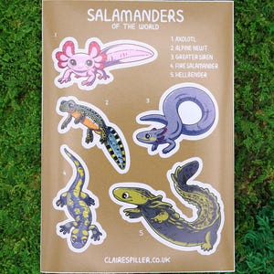 Salamanders of the World Sticker Sheet Glossy Vinyl Newt Axolotl Stickers