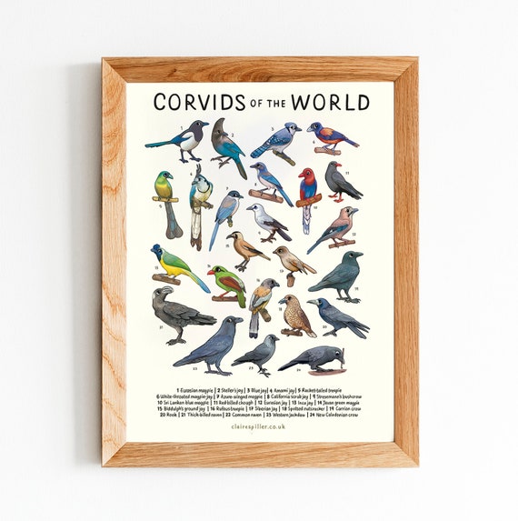 Corvids of the World Print / Crows, Magpies, Ravens / Bird Wall