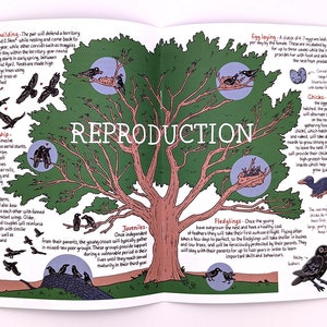 A Guide to Corvids / Wildlife Zine / Magpie Crow Raven / A3 British Corvids Poster image 3