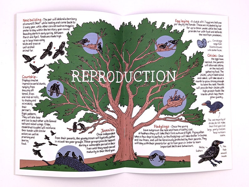 A Guide to Corvids / Wildlife Zine / Magpie Crow Raven / A3 British Corvids Poster image 3