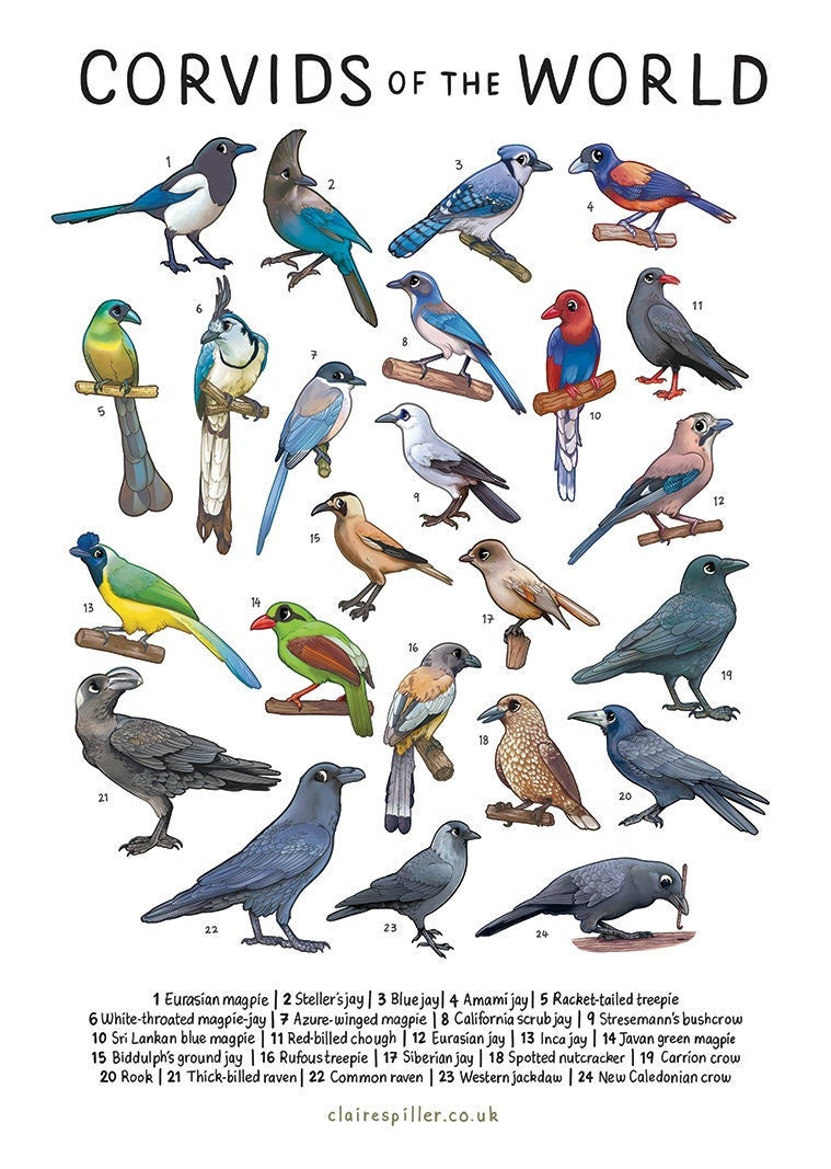 Corvids of the World Print / Crows, Magpies, Ravens / Bird Wall