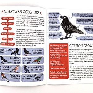 A Guide to Corvids / Wildlife Zine / Magpie Crow Raven / A3 British Corvids Poster image 2