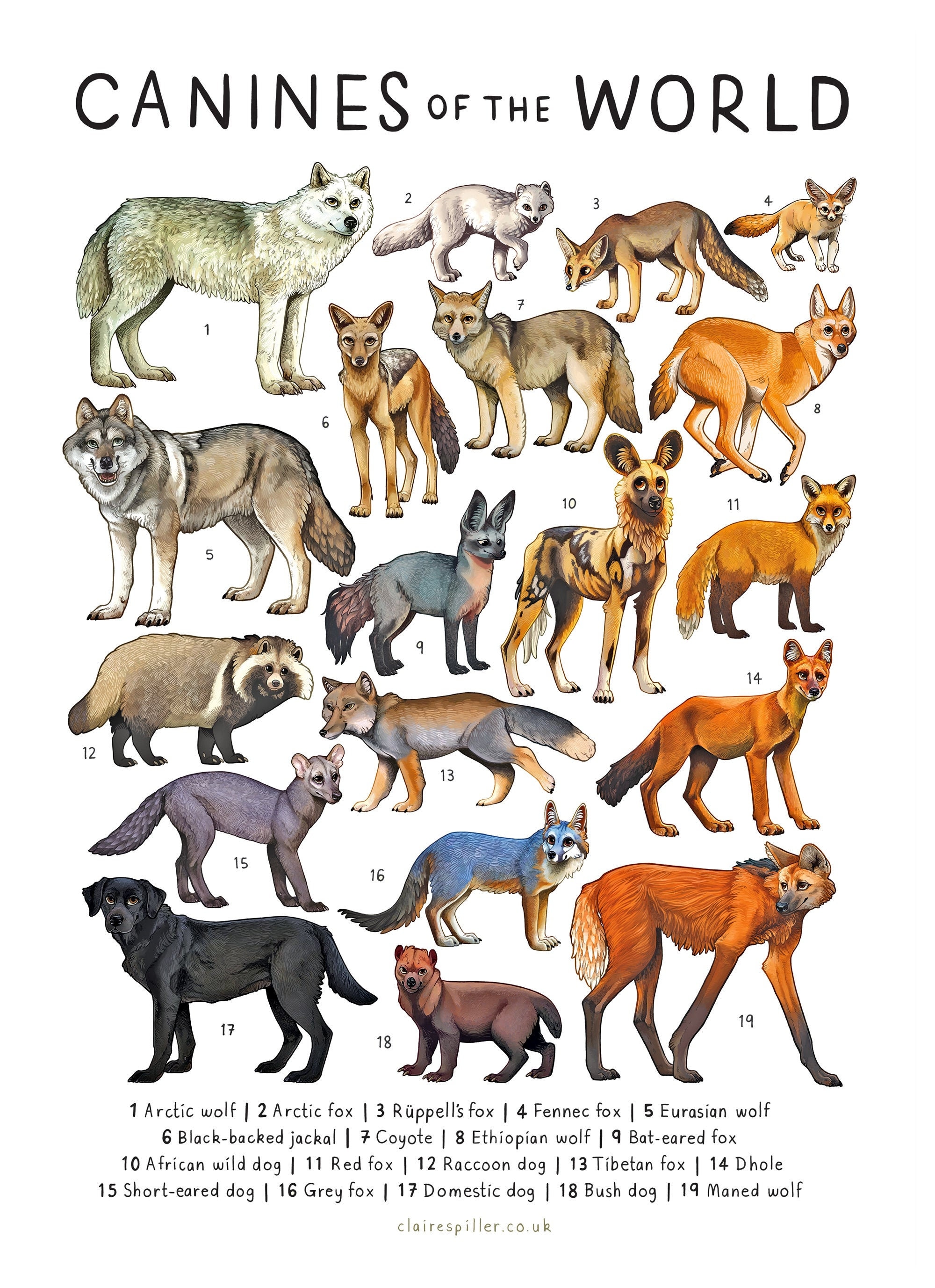 Canines of the World A4 A3 Print / Wolf Dog Fox Art / - Etsy Norway Canines of the World A4 A3 Print / Wolf Dog Fox Art / - Etsy Norway