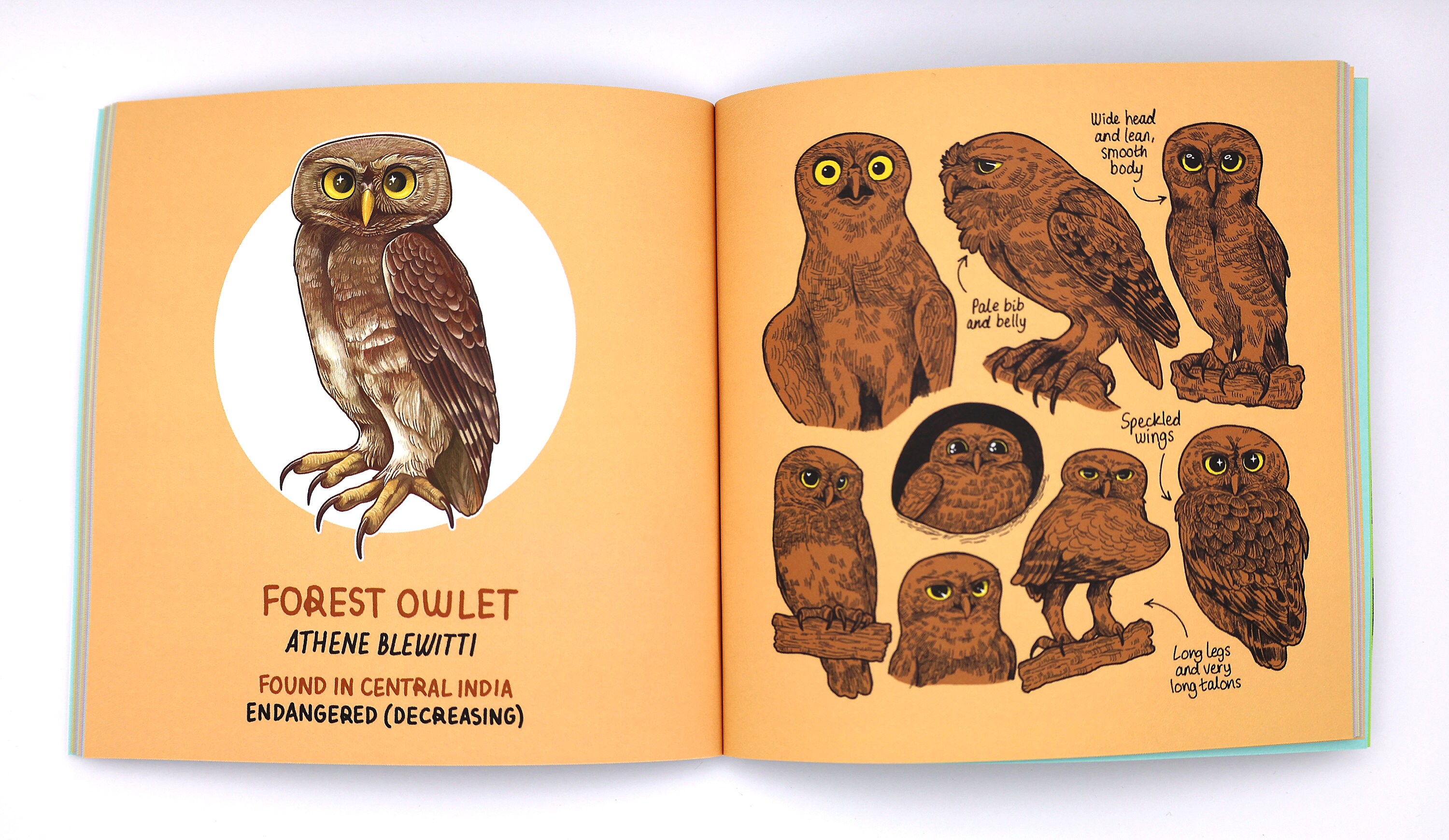 Owls of the World Art Book / Illustrated Book / Bird Species