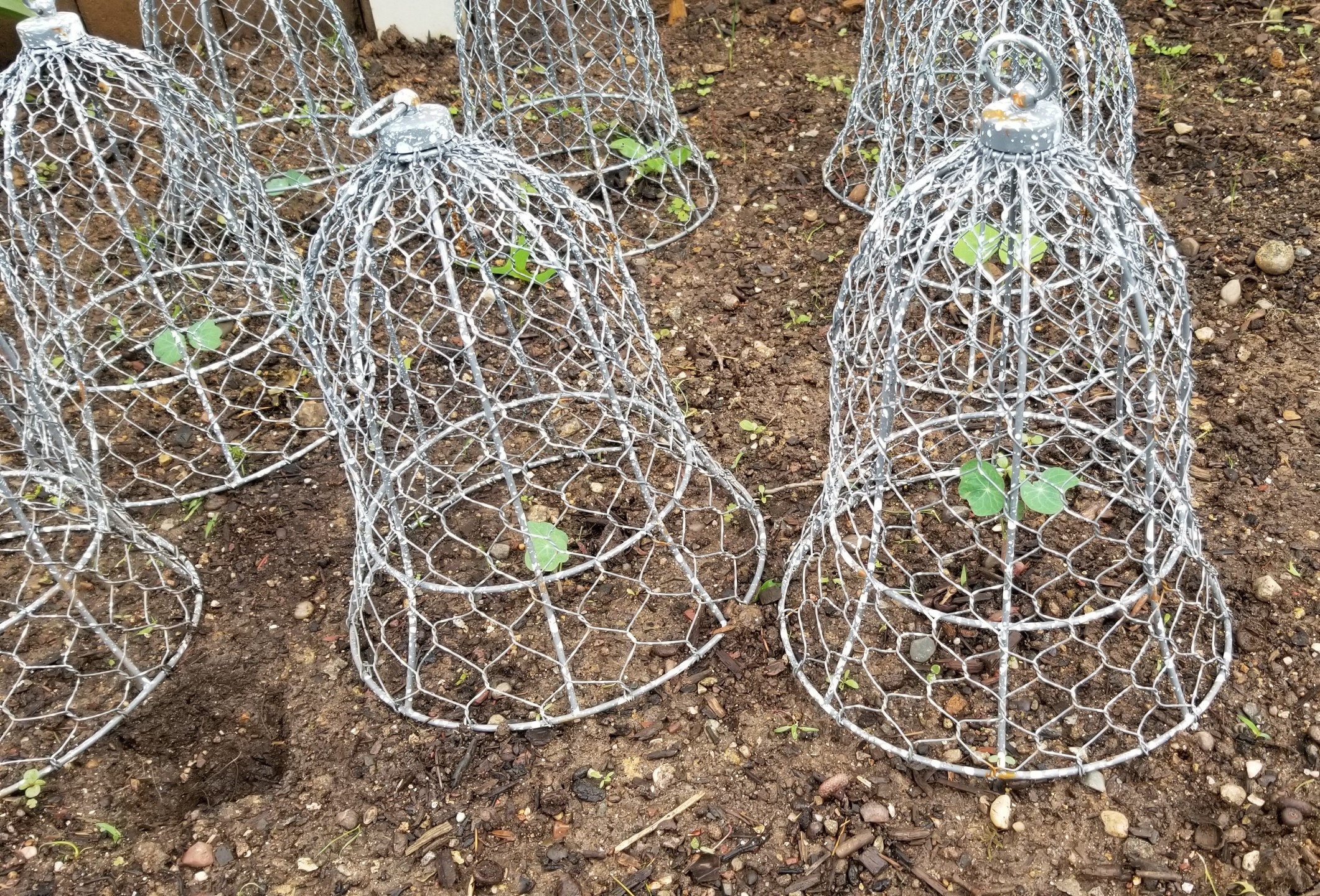 How to Make a Wire Cloche to Protect Plants from Hungry Critters