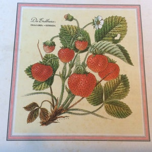 Antique strawberry  scientific  botanical print circa 1900 by Roeder