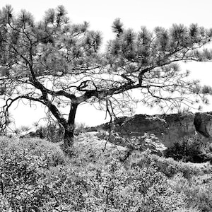 Puede incluir: Fotografía en blanco y negro de un árbol con una amplia copa, sobre un cielo brillante. Las ramas del árbol se extienden horizontalmente, con un afloramiento rocoso y arbustos bajos.