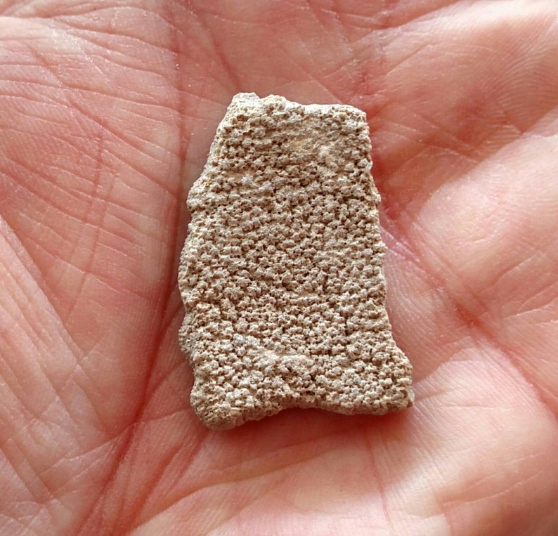 saltasaurus fossil