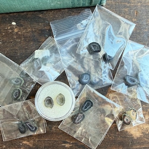 May include: A collection of small, dark, translucent stone slices, some contained in individual clear plastic zip-top bags and two placed inside a small round container with a white foam insert. The stones are grey and black with crystalline centers.