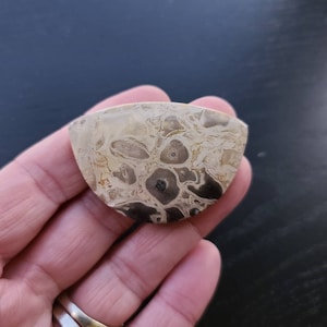 Fossilized Palm Wood Root Cab | Cabochon Supply | Gemstone Cabochon | Jewelry Supply | 49mm | P5