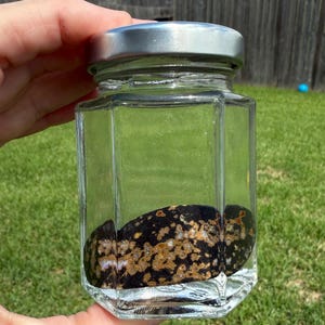 May include: A clear, octagonal glass jar with a silver lid, containing a dark, speckled rock. The rock has black, brown, and white patterns. The jar is held in a hand against a background of green grass and a wooden fence.