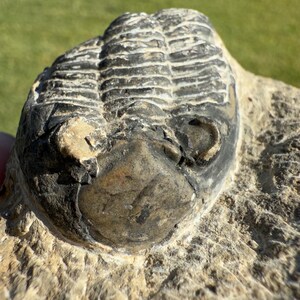 May include: A fossilized trilobite, showcasing a detailed exoskeleton structure. The fossil is primarily dark gray and black, with lighter, tan-colored areas. The texture is rough and weathered, suggesting its age and natural origin.