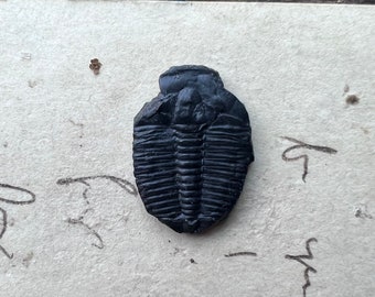 Trilobite | Elrathia Kingi Meek | Fossil Jewelry Supplies | 21mm | TB2