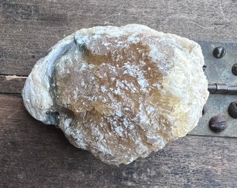Calcified Clam Specimen | Calcite Fossil | Calcium Fossil Shell | Golden Calcite | Clam Shell Fossil | 175 Grams  | 3 Inches | 6272