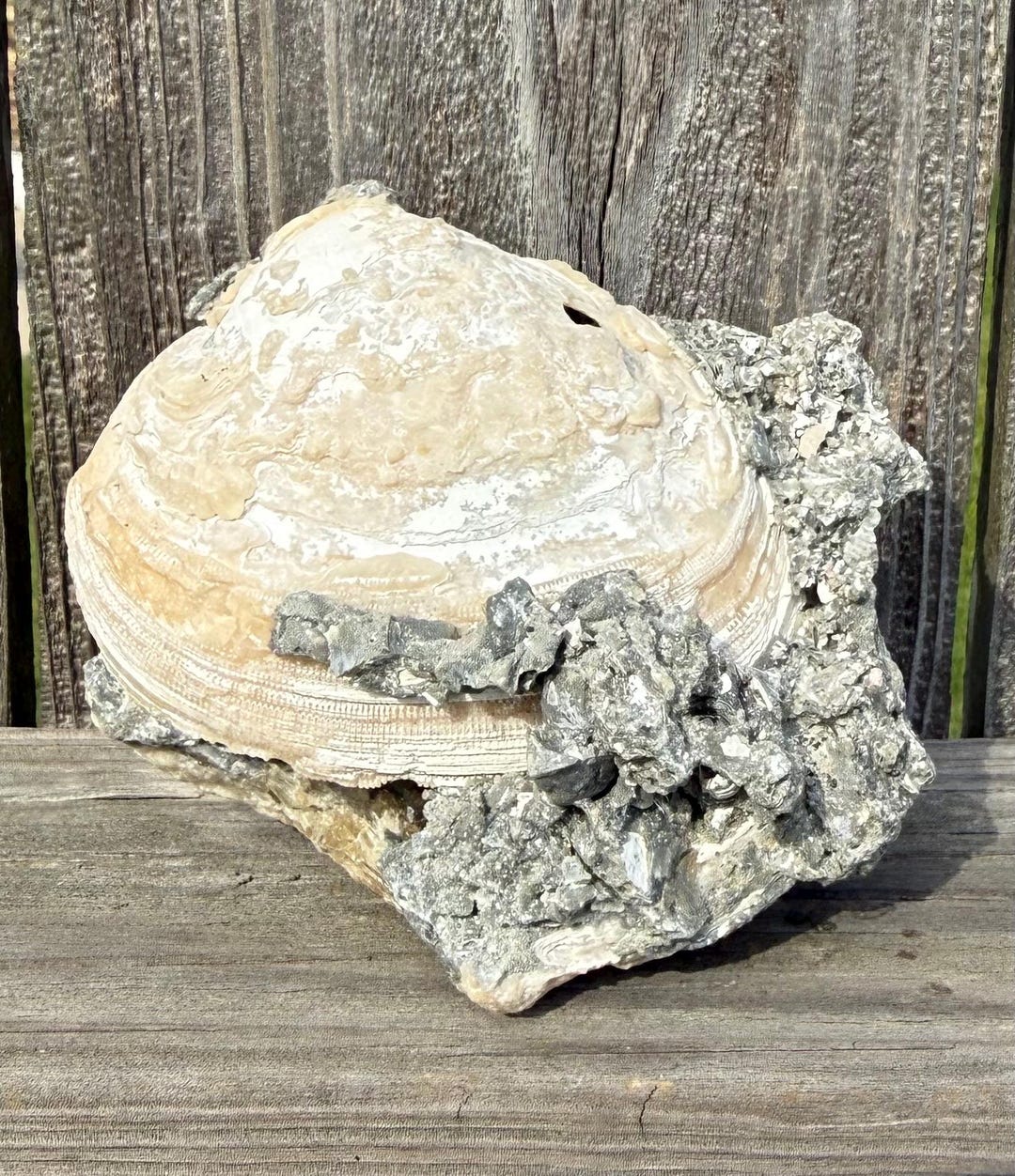 Calcified Clam Specimen | Calcite Fossil | Calcium Fossil Shell ...