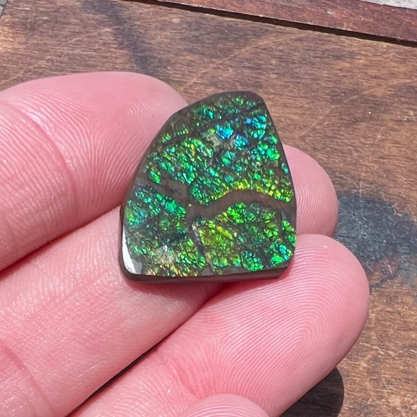 Natural Canadian Ammolite Freeform Cabochon | Green and Blue Ammolite | Polished Ammolite | 17 Carats | 22mm | 51810