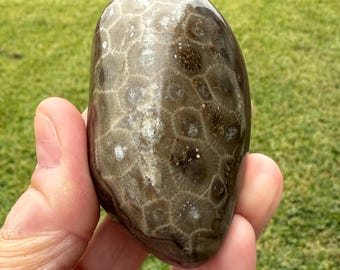 Petoskey Collector Stone | Front Polished Petoskey Stone | Petoskey Fossil | Michigan Fossil | 2.7 Inches | 120305