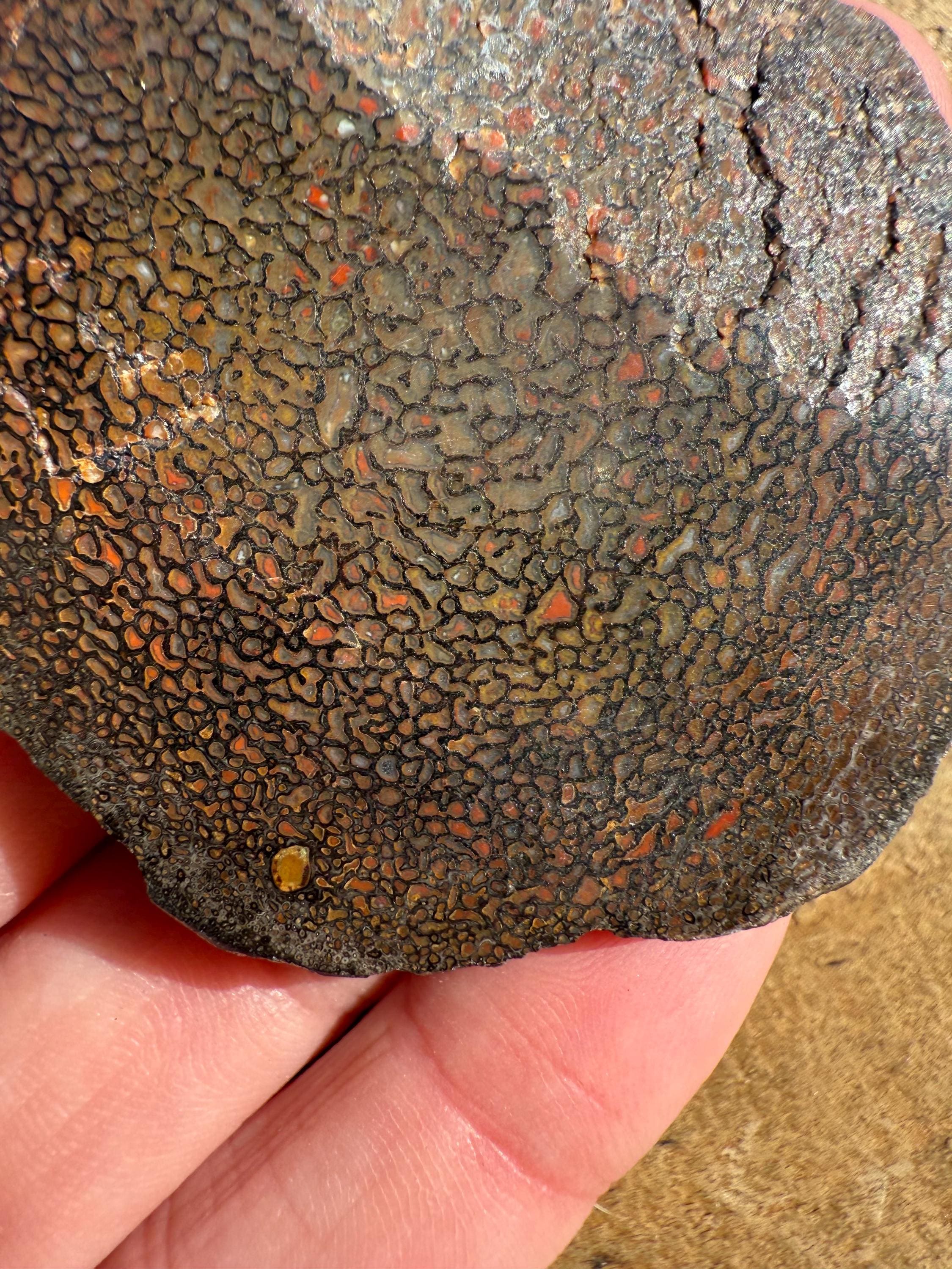 Dinosaur Gembone Display Slab | Stunning Gembone | Genuine Dinosaur ...